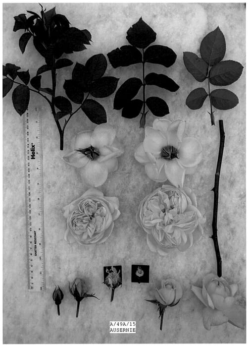 Figure 1 of US plant patent PP36039, the photograph of AUSernie printed in the patent.