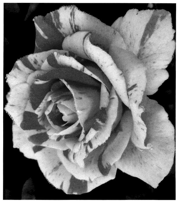Figure 1 of US plant patent PP36040, the photograph of LIMsummer printed in the patent.