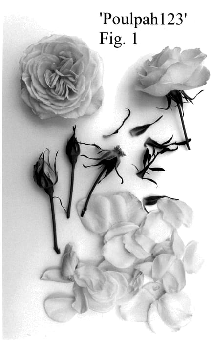 Figure 1 of US plant patent PP36041, the photograph of Poulpah123 printed in the patent.