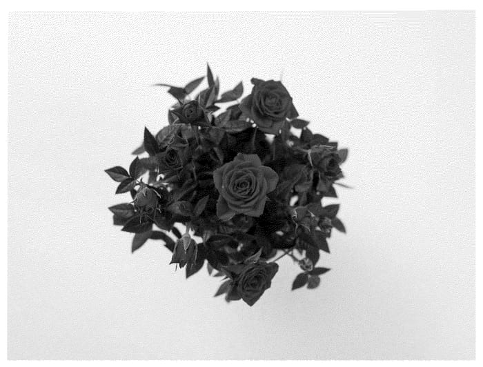 Figure 1 of US plant patent PP36042, the photograph of KORpot128 printed in the patent.