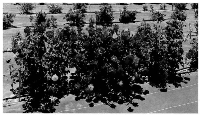 Figure 1 of US plant patent PP36043, the photograph of KORvibaex printed in the patent.