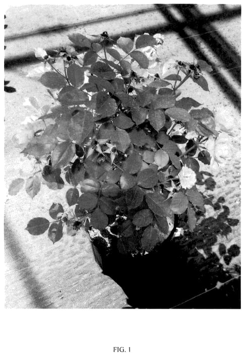 Figure 1 of US plant patent PP36044, the photograph of CHEWARIZONA printed in the patent.