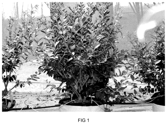 Figure 1 of US plant patent PP36046, the photograph of BLUECSOL3 printed in the patent.