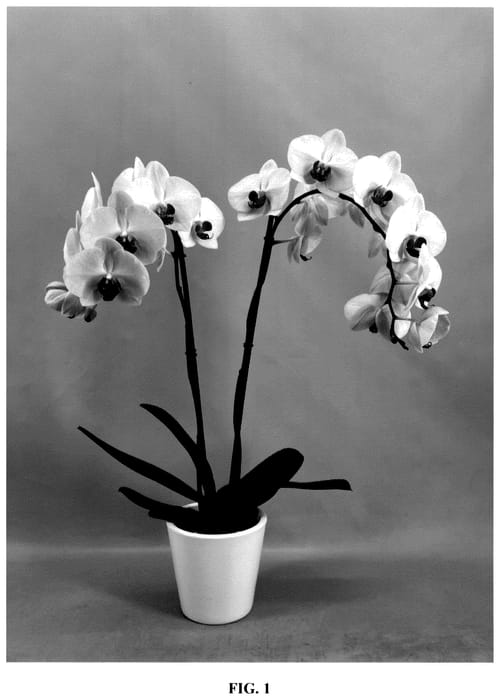 Figure 1 of US plant patent PP36047, the photograph of PHA474649 printed in the patent.