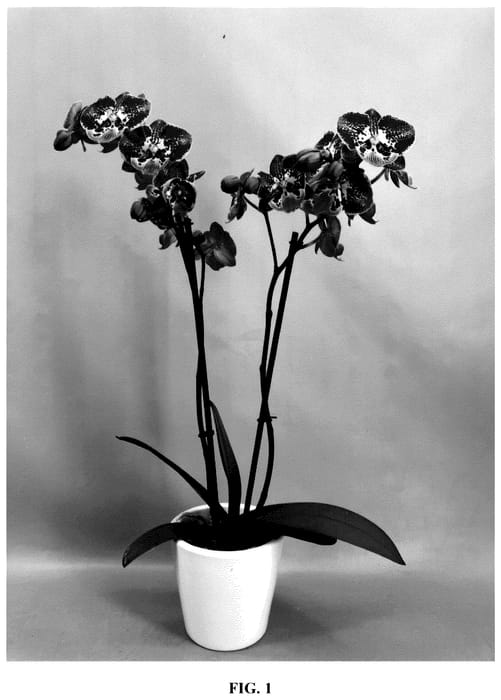Figure 1 of US plant patent PP36048, the photograph of PHA882884 printed in the patent.