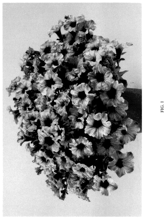 Figure 1 of US plant patent PP36049, the photograph of DPETAMPLUC printed in the patent.