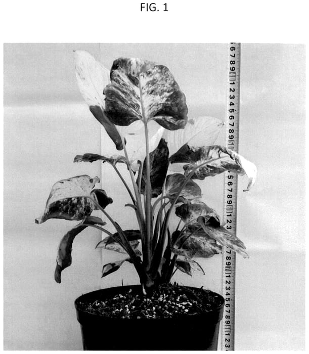 Figure 1 of US plant patent PP36050, the photograph of HUTAHM06 printed in the patent.