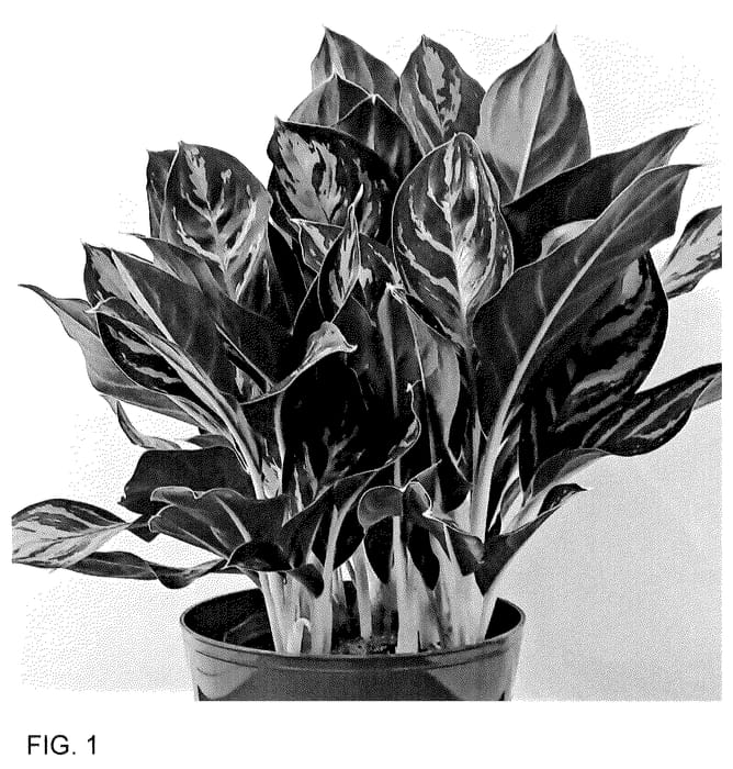 Figure 1 of US plant patent PP36051, the photograph of MUKLACY printed in the patent.