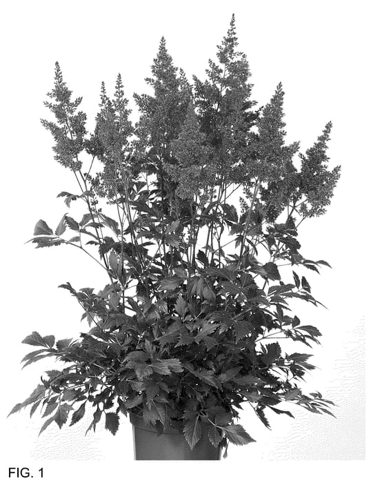 Figure 1 of US plant patent PP36052, the photograph of Go Go Red printed in the patent.