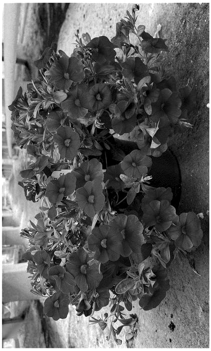 Figure 1 of US plant patent PP36053, the photograph of Docalblore printed in the patent.