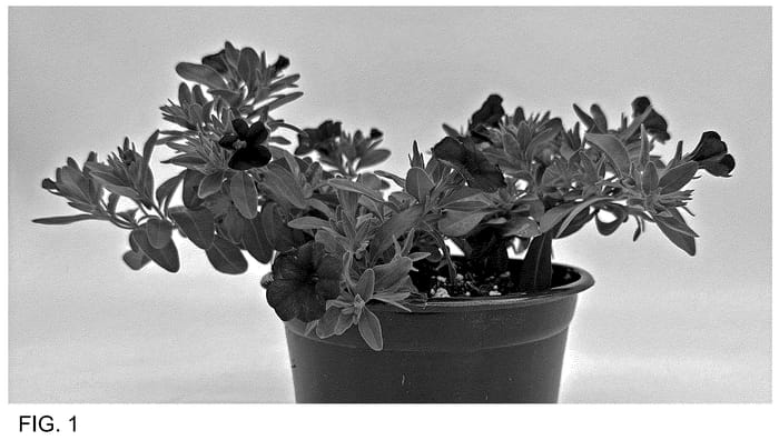 Figure 1 of US plant patent PP36054, the photograph of WNCALSBBL24 printed in the patent.