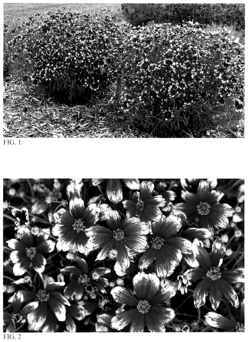 Figure 1 of US plant patent PP36055, the photograph of Heartstrings printed in the patent.