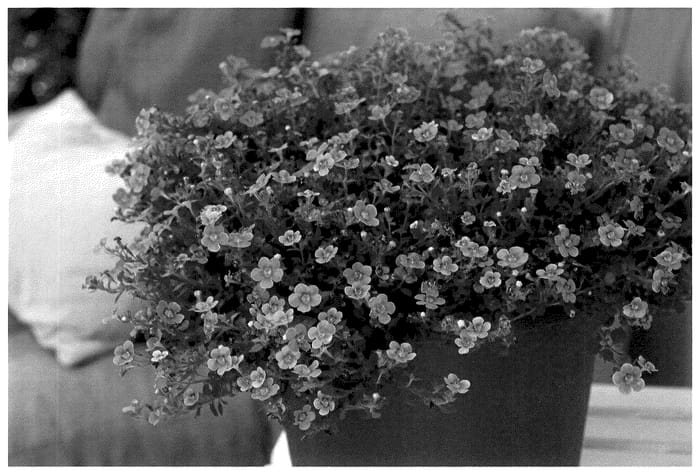 Figure 1 of US plant patent PP36056, the photograph of KLESG22041 printed in the patent.