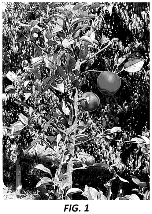 Figure 1 of US plant patent PP36058, the photograph of Howell TC11 printed in the patent.