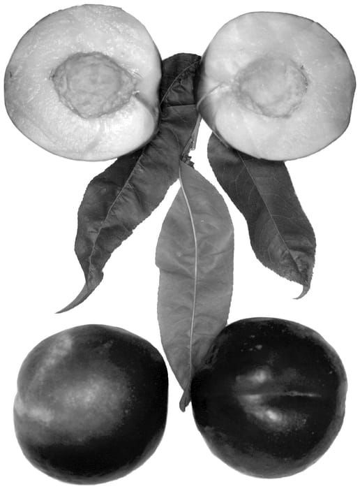 Figure 1 of US plant patent PP36059, the photograph of Flavor Fire printed in the patent.