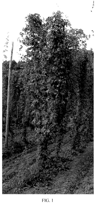 Figure 1 of US plant patent PP36060, the photograph of Furano 0414B Go printed in the patent.