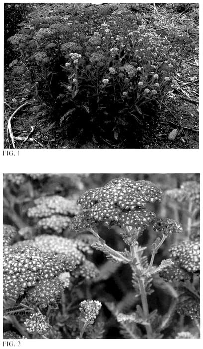 Figure 1 of US plant patent PP36061, the photograph of Firefly Red Pop printed in the patent.