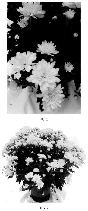 Figure 1 of US plant patent PP36062, the photograph of CIFZ0104 printed in the patent.