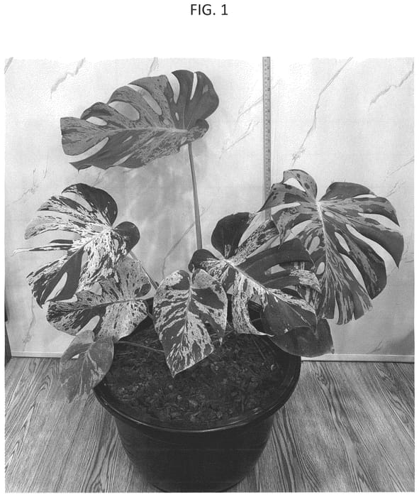 Figure 1 of US plant patent PP36063, the photograph of HUTAMT41 printed in the patent.