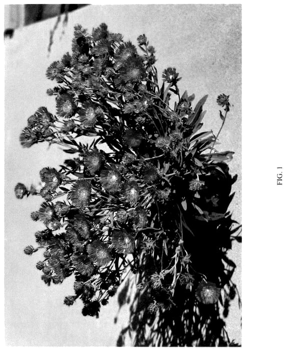 Figure 1 of US plant patent PP36064, the photograph of STAM01 printed in the patent.