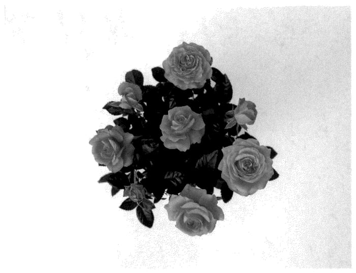 Figure 1 of US plant patent PP36065, the photograph of KORpot130 printed in the patent.