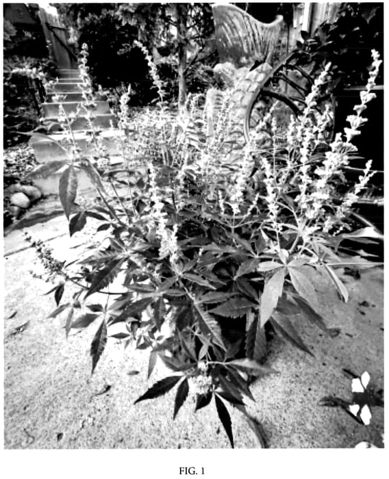 Figure 1 of US plant patent PP36066, the photograph of Bailtexfour printed in the patent.