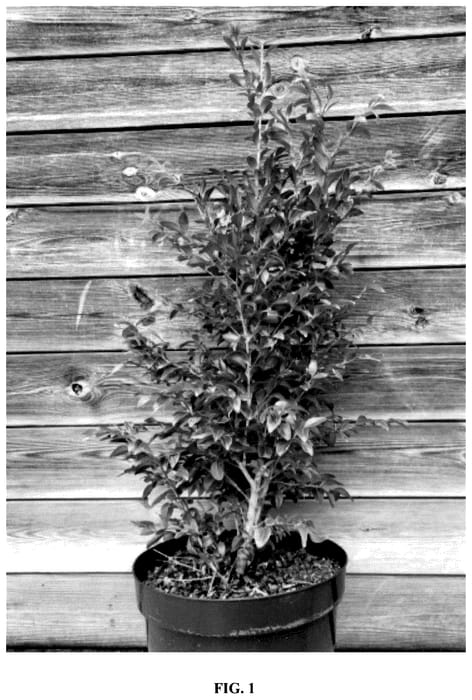 Figure 1 of US plant patent PP36067, the photograph of HER2008114 printed in the patent.