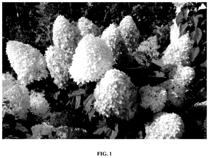 Figure 1 of US plant patent PP36068, the photograph of Bokomapishad printed in the patent.