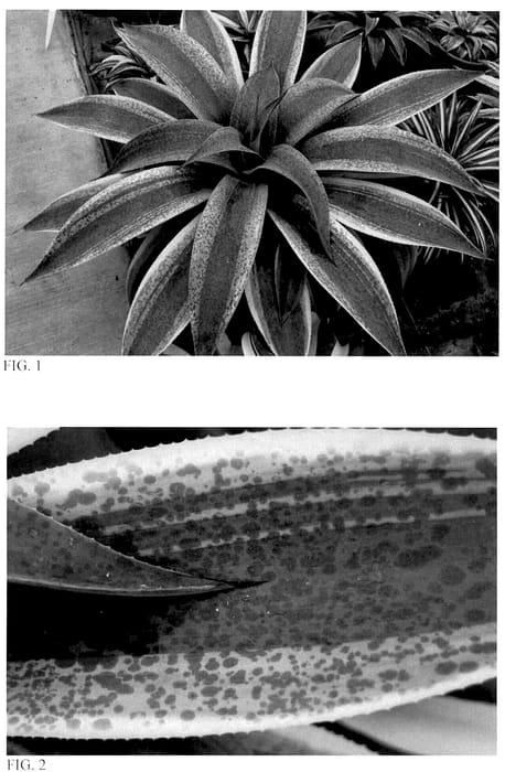 Figure 1 of US plant patent PP36069, the photograph of Aztec Treasure printed in the patent.
