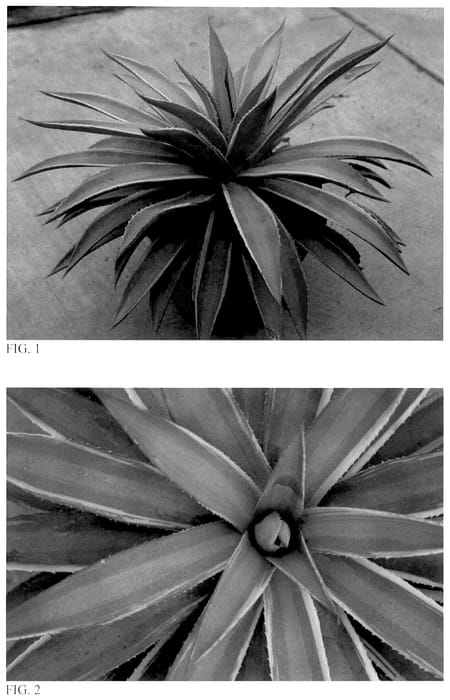 Figure 1 of US plant patent PP36070, the photograph of Touch of Frost printed in the patent.