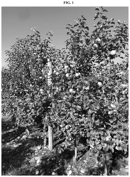 Figure 1 of US plant patent PP36071, the photograph of MAIA-AM printed in the patent.