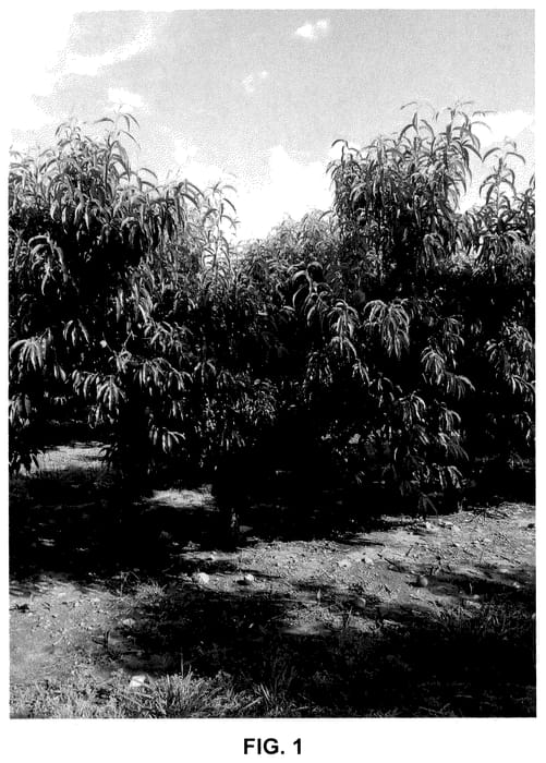 Figure 1 of US plant patent PP36072, the photograph of CaroRes Wonder printed in the patent.