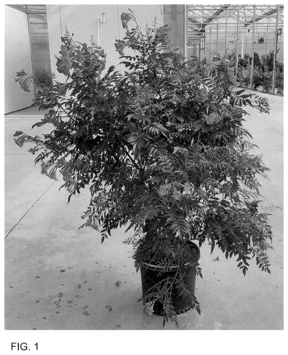 Figure 1 of US plant patent PP36073, the photograph of SMNTSB printed in the patent.