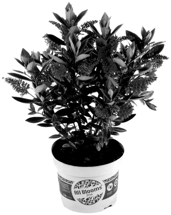 Figure 1 of US plant patent PP36074, the photograph of Arona printed in the patent.
