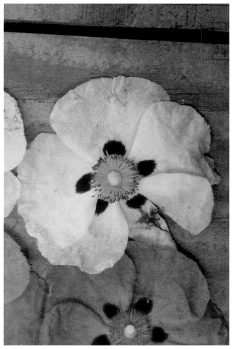 Figure 1 of US plant patent PP36075, the photograph of MBNcistus2023 printed in the patent.