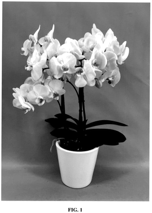Figure 1 of US plant patent PP36076, the photograph of PHA682000 printed in the patent.