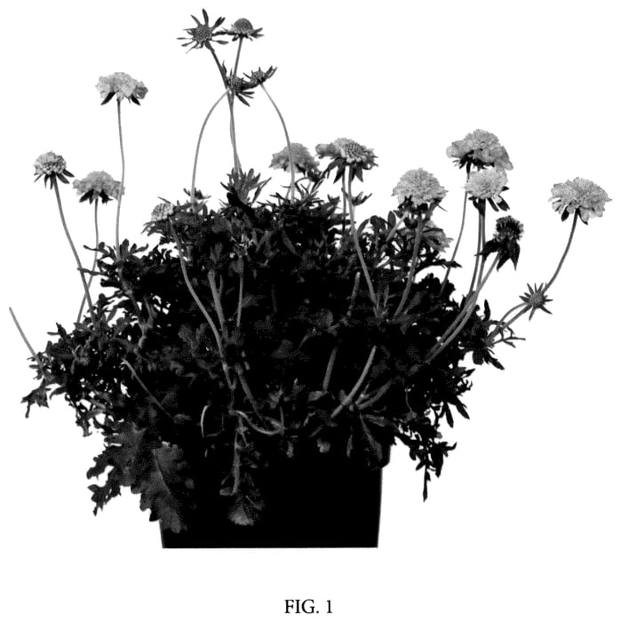 Figure 1 of US plant patent PP36077, the photograph of Ichbu2005 printed in the patent.