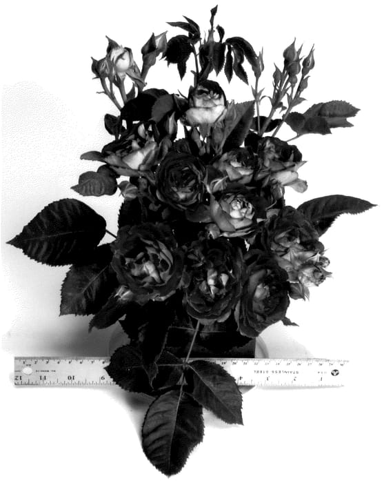 Figure 1 of US plant patent PP36078, the photograph of WEKblufstow printed in the patent.