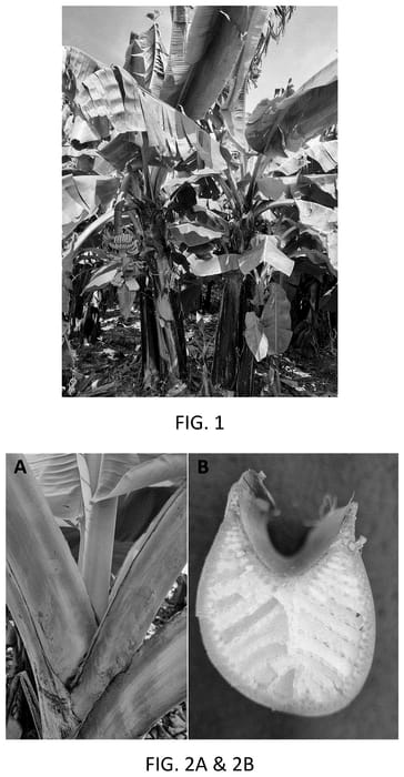 Figure 1 of US plant patent PP36079, the photograph of SH-4199 printed in the patent.