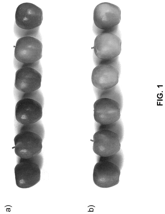 Figure 1 of US plant patent PP36080, the photograph of SF118 printed in the patent.