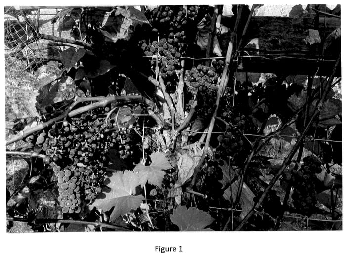 Figure 1 of US plant patent PP36081, the photograph of Harbinger printed in the patent.