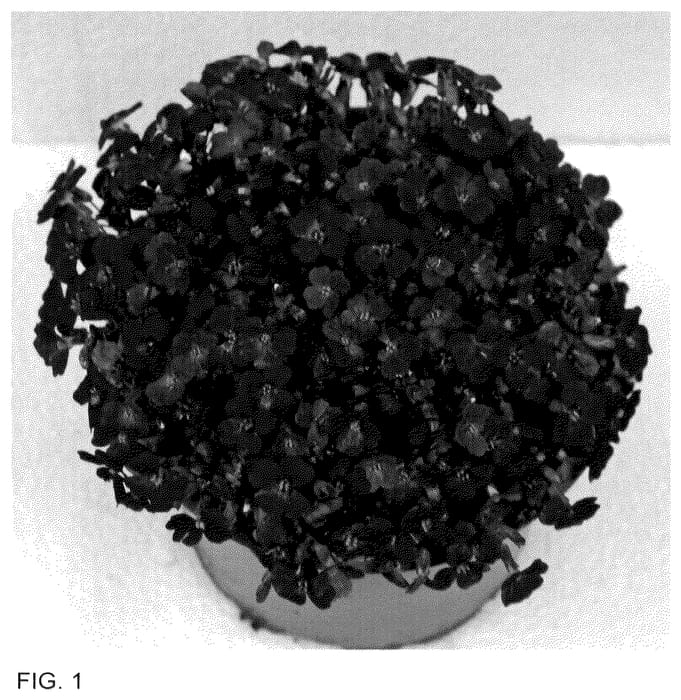 Figure 1 of US plant patent PP36082, the photograph of Doaubropuim printed in the patent.