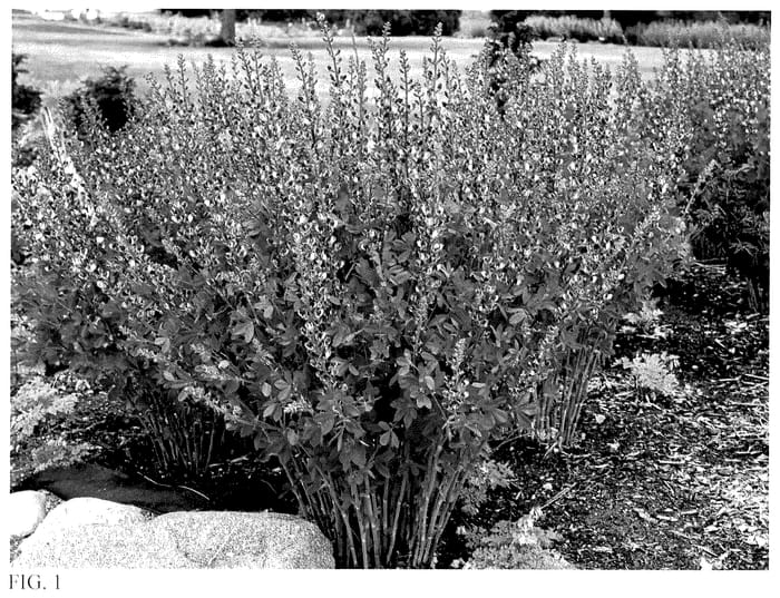 Figure 1 of US plant patent PP36083, the photograph of Grape Escape printed in the patent.