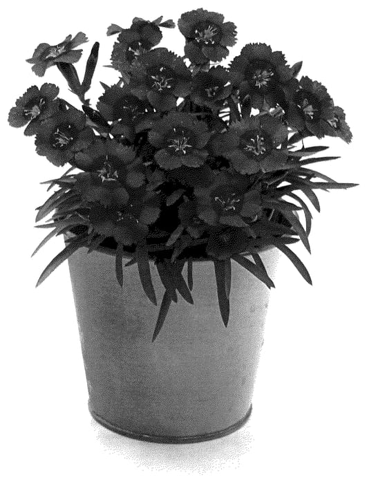 Figure 1 of US plant patent PP36084, the photograph of KLEDG22448 printed in the patent.