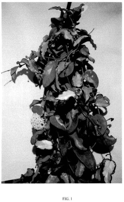 Figure 1 of US plant patent PP36085, the photograph of Jingfeng Variegata printed in the patent.