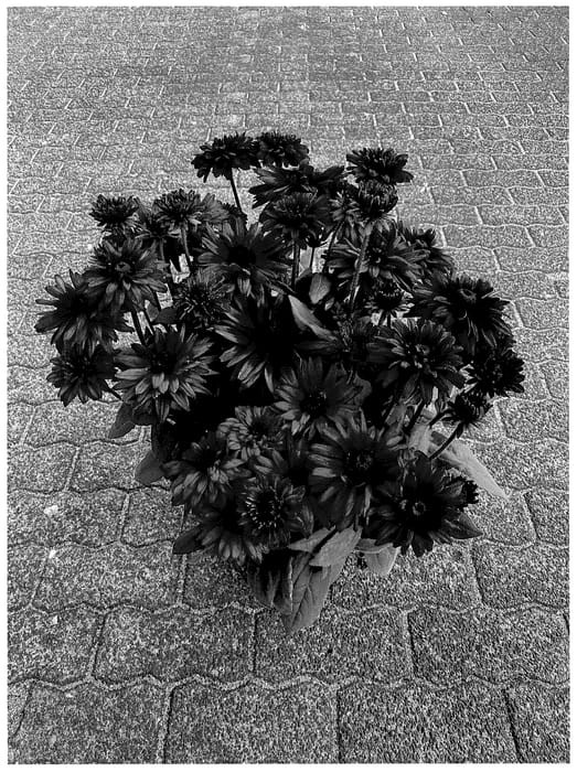 Figure 1 of US plant patent PP36086, the photograph of BullRudihir 121 printed in the patent.