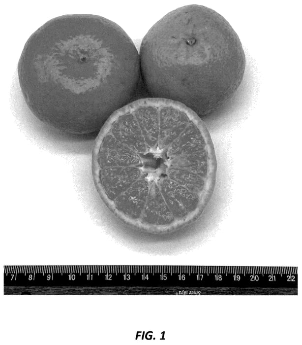 Figure 1 of US plant patent PP36088, the photograph of 18A-9-39 printed in the patent.