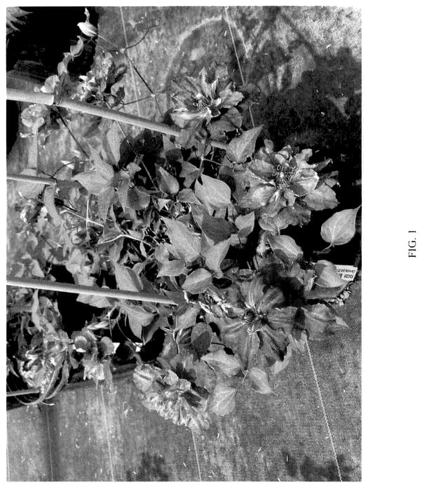 Figure 1 of US plant patent PP36089, the photograph of BIRTHDAY GIRL printed in the patent.