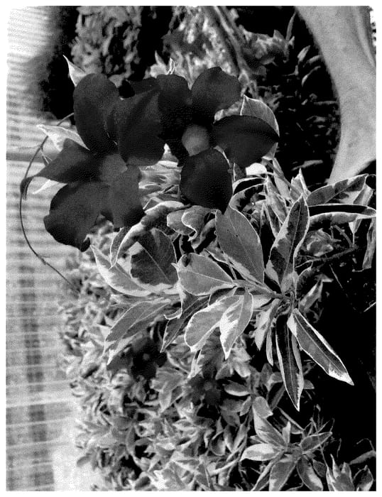 Figure 1 of US plant patent PP36090, the photograph of TSF 004 printed in the patent.