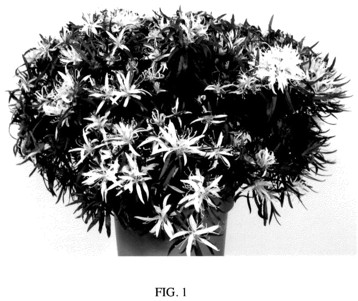 Figure 1 of US plant patent PP36091, the photograph of AZAARE03 printed in the patent.